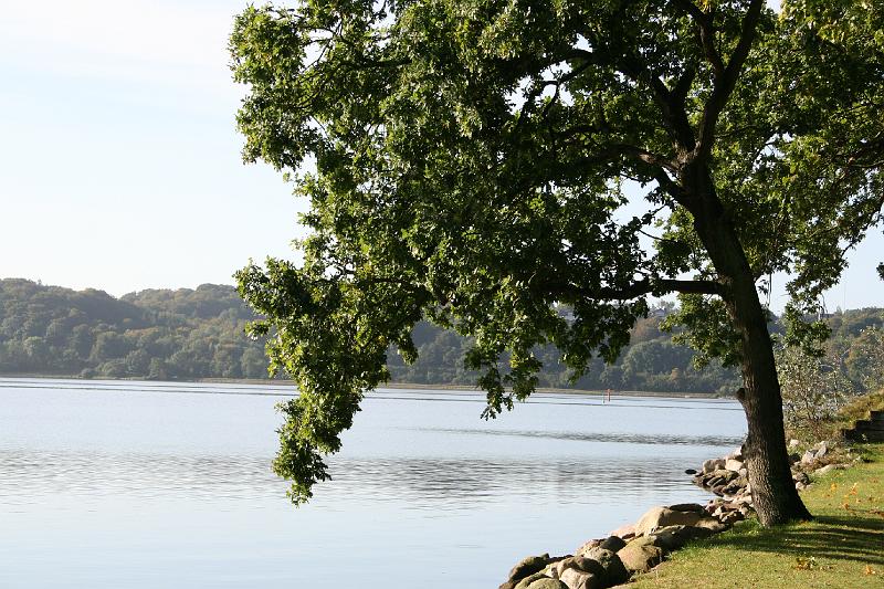 Tree and water.jpg - Træ og vand. Tree and water